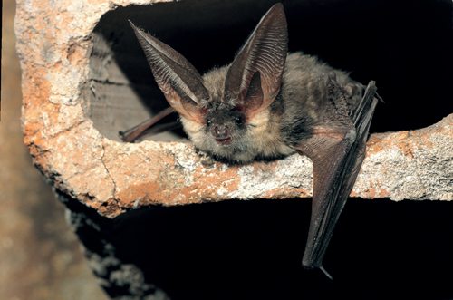Die Nacht ist die Zeit der Fledermäuse
