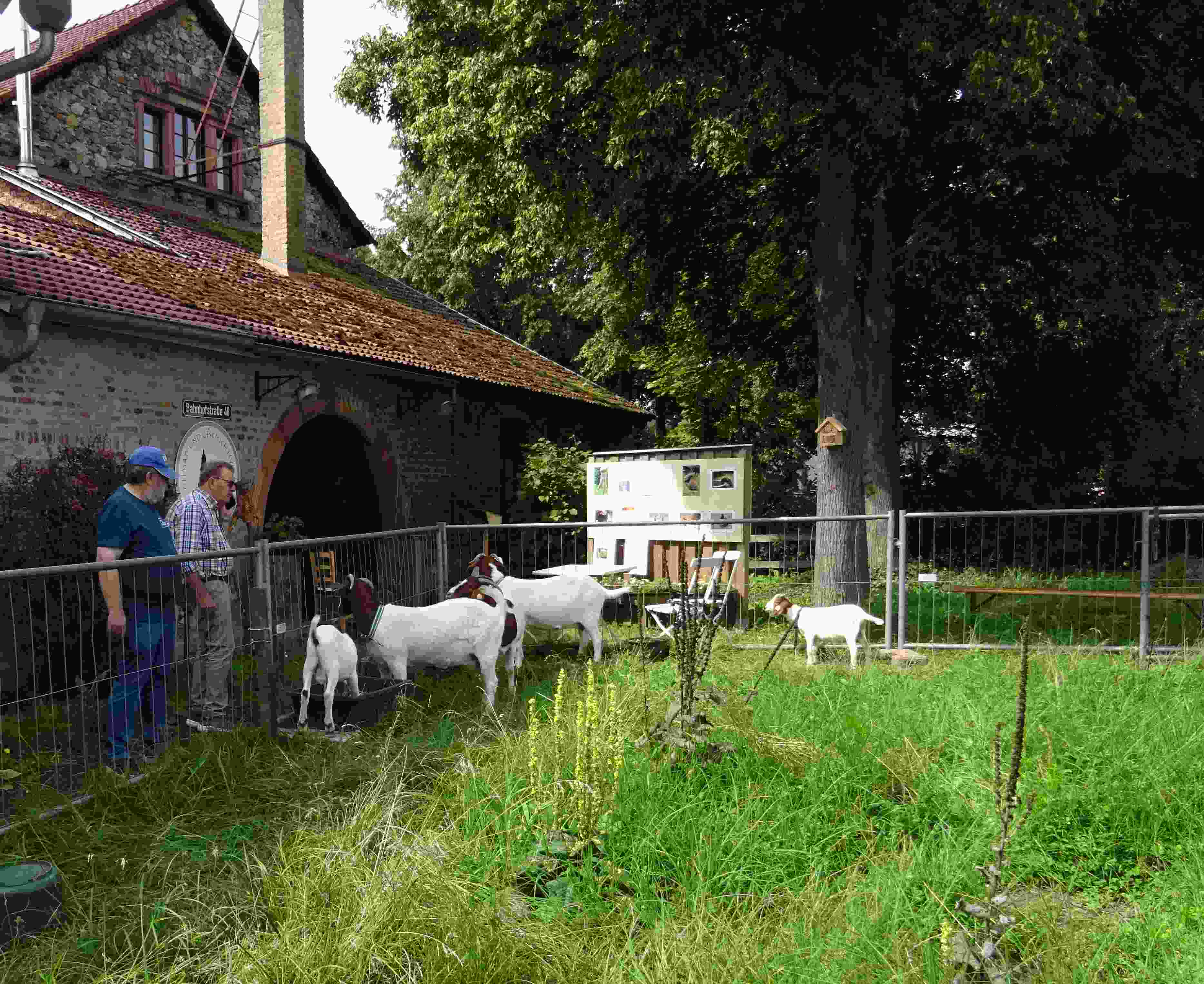 Die Attraktion des Museumstages: Walter Becks Ziegen! – Foto: Inge Eckmann